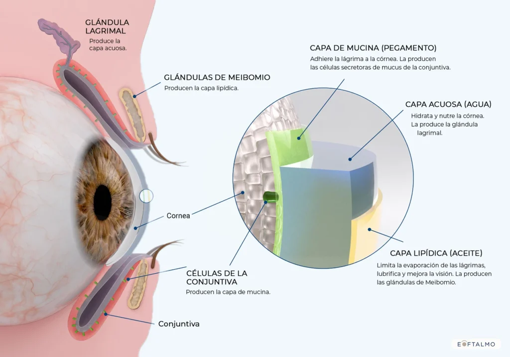 Diagrama de la película lagrimal del ojo: capas de mucina, acuosa y lipídica con las glándulas de Meibomio y lagrimal